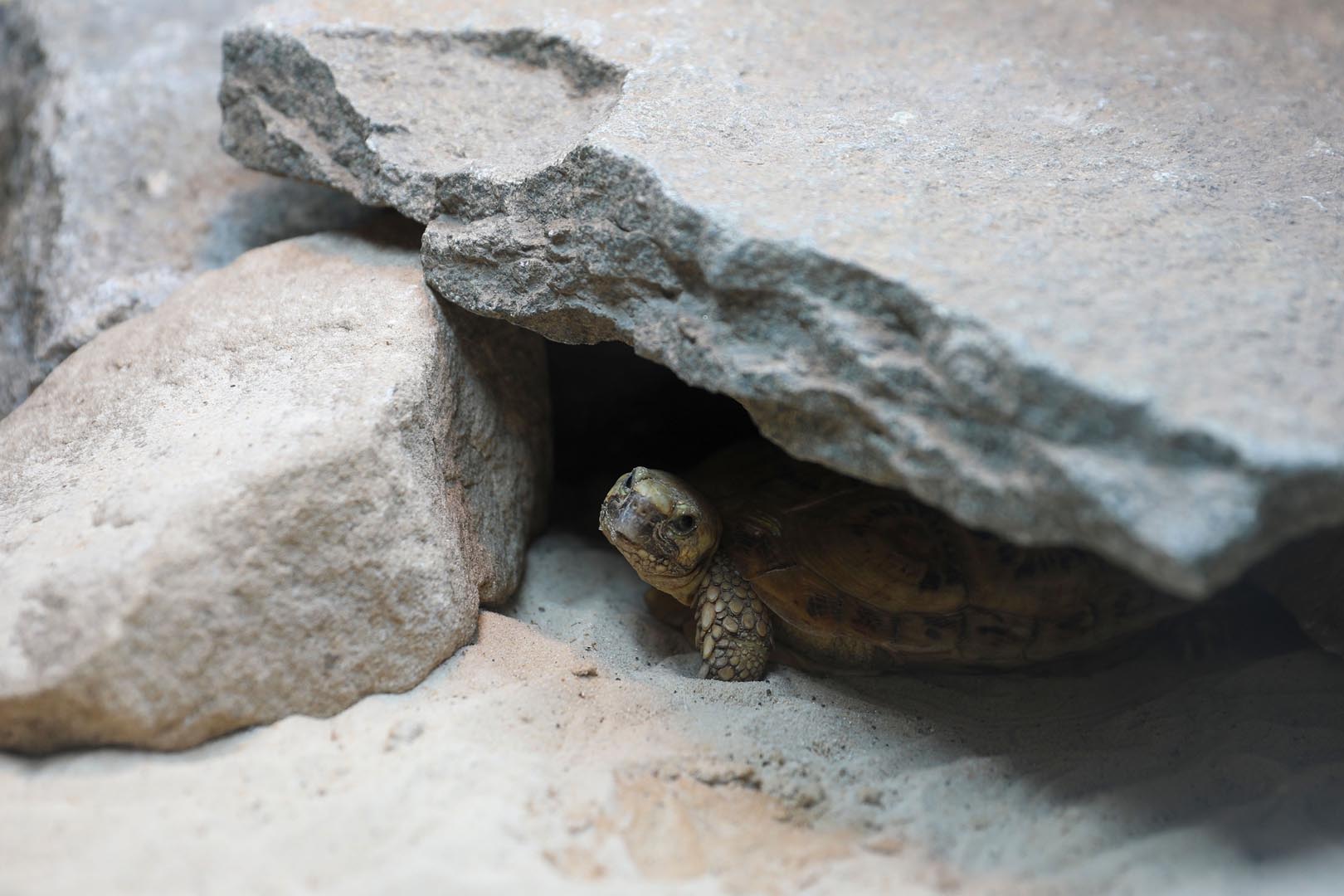 Pancake tortoise looking directly at camera from under a rock IMAGE: Allie McGregor 2024